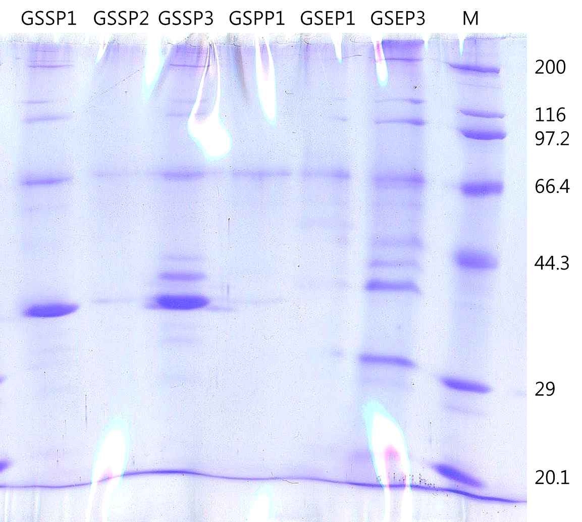 Fig. 25. Salmonella spp., E. coil & Proteus spp. Bacteriophage의 구조적 단백질 분석을 위한 SDS-PAGE