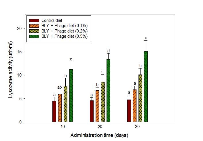 Fig. 29. Effect of BLY and phage mixture on a lysozyme activity in serum of broiler chicks fed BLY and phage mixture supplemented diet for 30 days