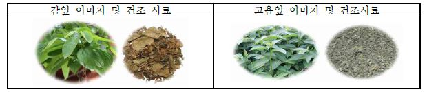 그림 2. 감나무 및 고욤나무 잎의 이미지 및 건조시료 형태.