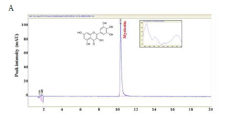 그림 16. 고욤 잎 유래 myricetin HPLC chromatograms.