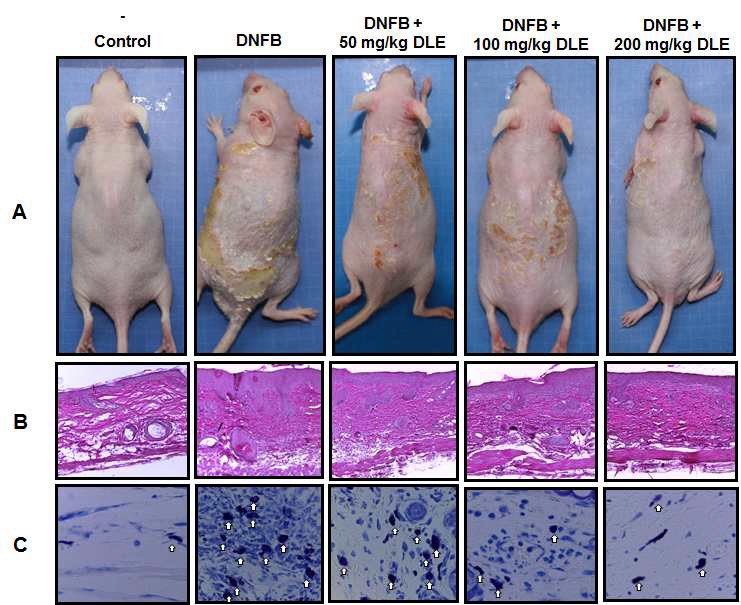 그림 24. DNFB로 유도된 hairless 마우스 피부병변과 염증에 대한 고욤잎 추출물(DLE)의억제효과.