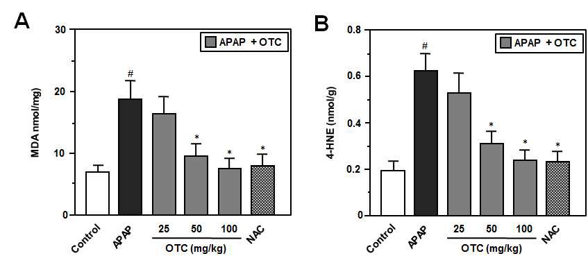 그림 35. APAP에 의해서 증가된 MDA와 4-HNE에 대한 OTC의 억제 효과