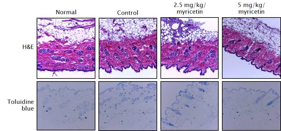 그림 39. 고욤잎 유래 myricetin의 피부병변 개선 효과