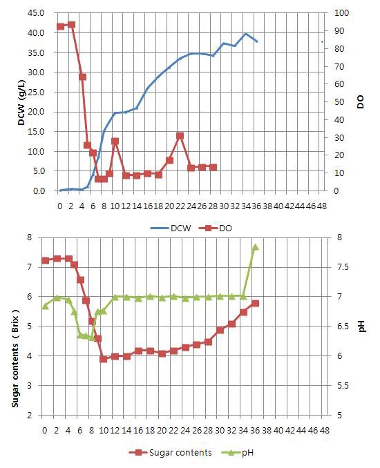 Fig. 13. Bacillus subtilis SJ-30의 5 L jar fermentor 유가배양 결과