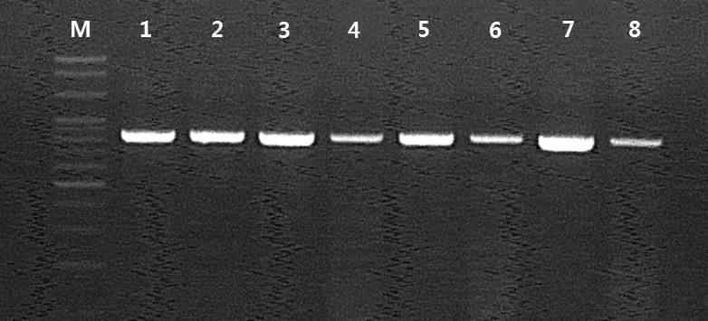 Fig 18. 공격실험에 따른 각 실험구별 폐사어의 신장과 비장의 colony PCR. M,100bp DNA ladder