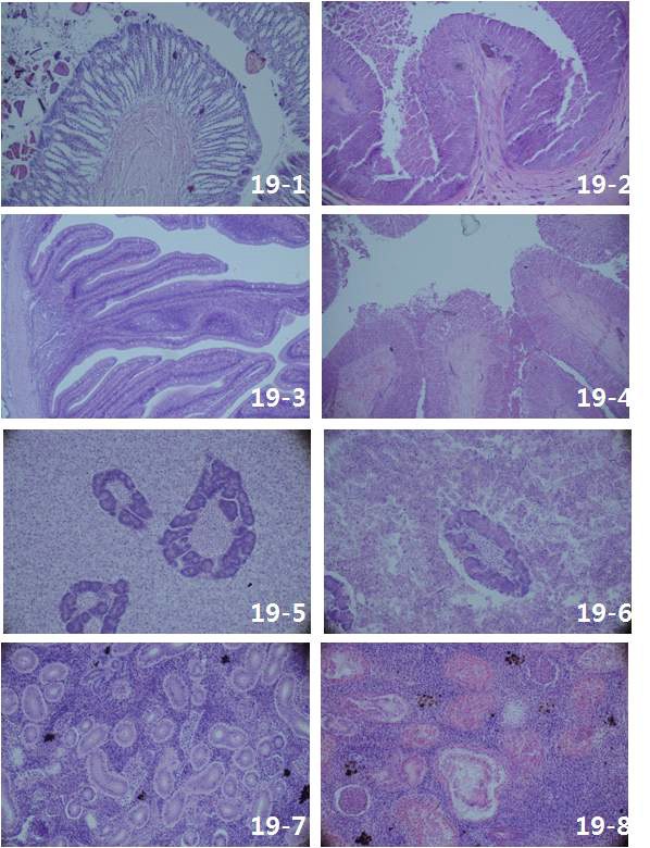 Fig 19. S. iniae의 접종에 따른 각 실험구별 내부장기의 병리조직학적 검사.