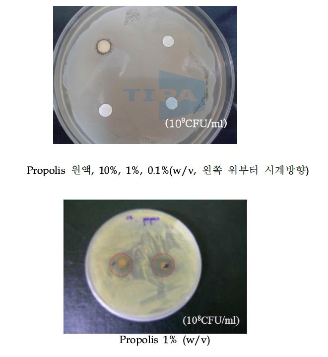 그림 13. Propolis를 이용한 MRSA 항균력 평가.