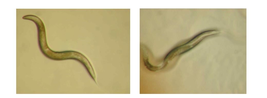 Fig. 7 lifespan assay of C. elegans