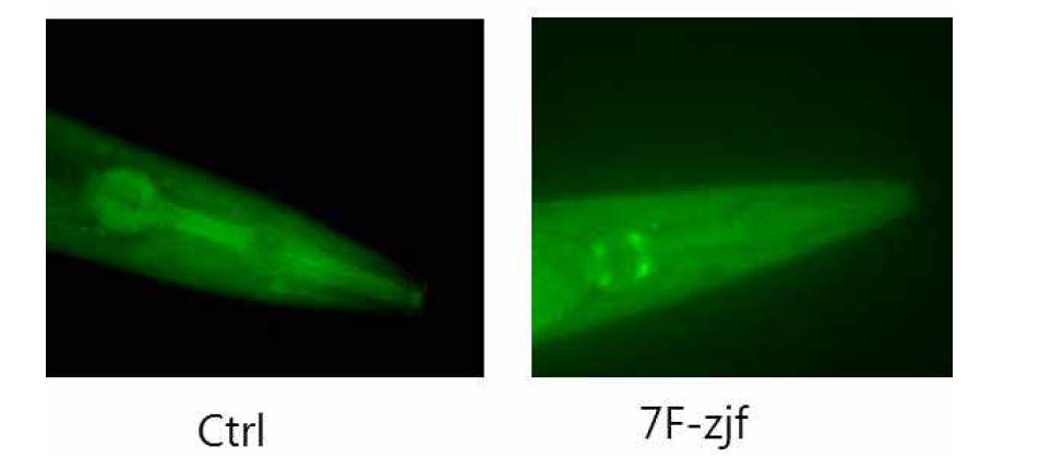 Fig. 10. Representative epifluorescence image of transgenic C. elegans (CL 2070,hsp-16-2/GFP) fed with fermentativ zjf.