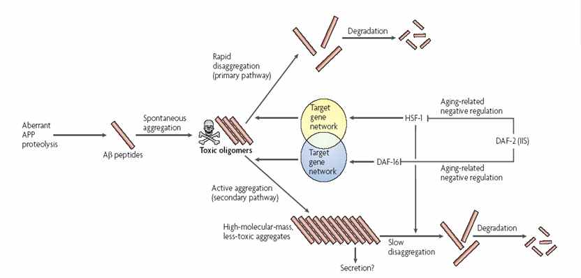 Fig 5. 노화와 관련된 물질의 세포 대사 과정
