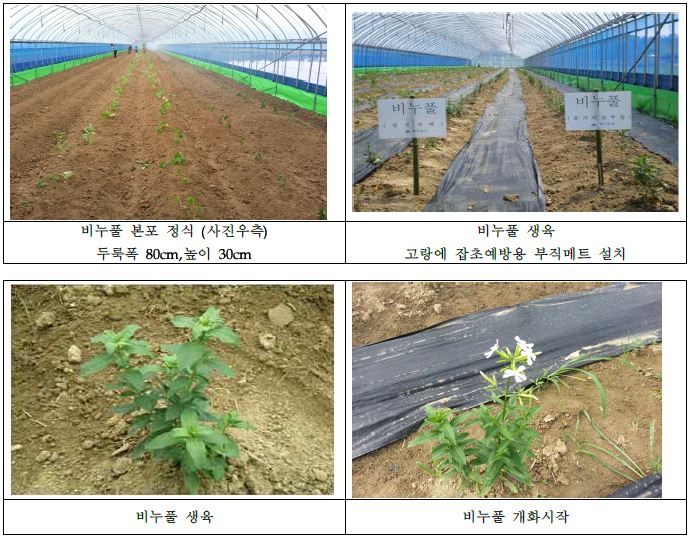 그림 1. 비누풀 재배 조건 확립 과정 모습 (학사농장)