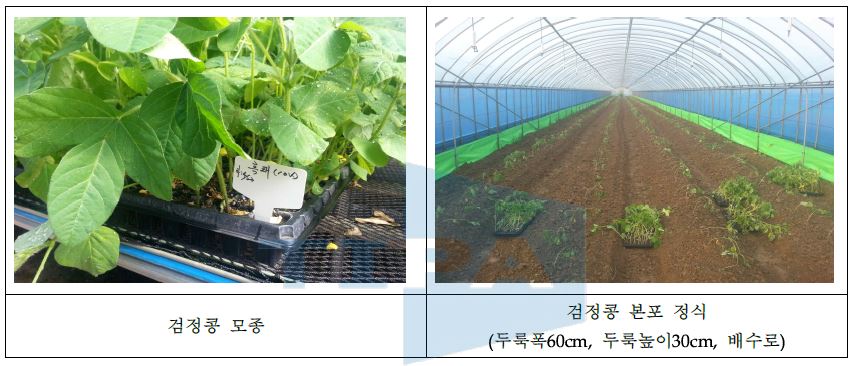그림 3. 검정콩 재배 조건 확립 과정 모습 (학사농장)