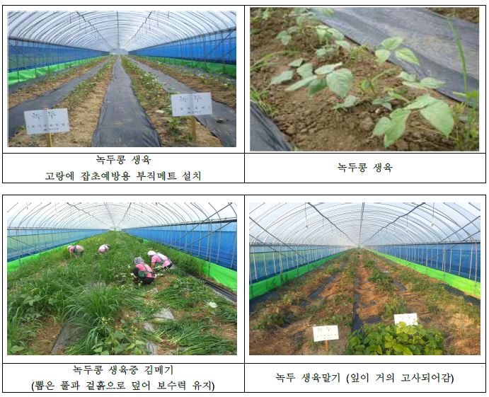 그림 4. 녹두콩 재배 조건 확립 과정 모습 (학사농장)