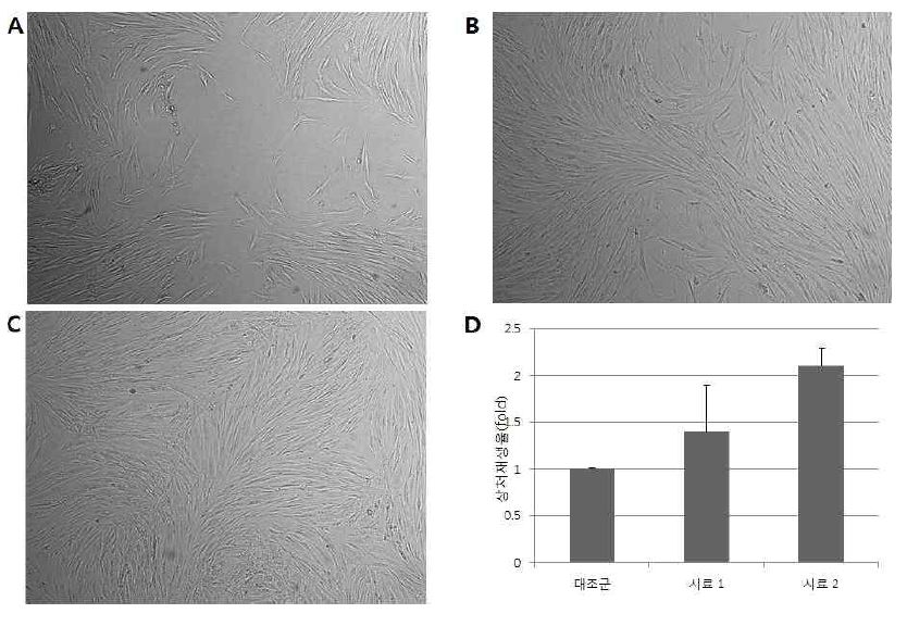 Fig. 13 인간섬유아 세포주에서의 시료의 상처재생 시험