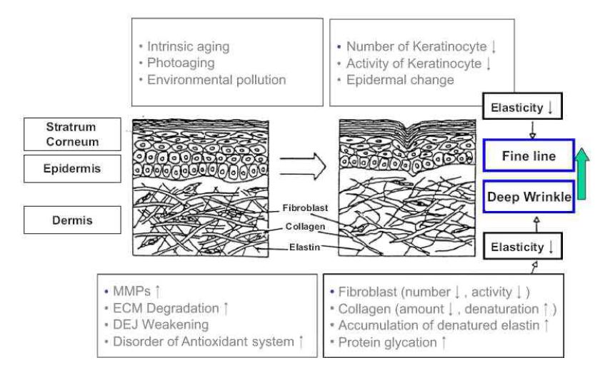 Fig. 16 Mechanism of Skin Aging