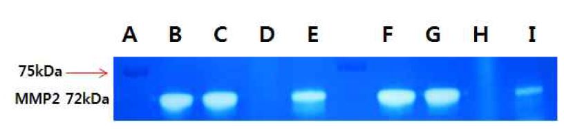 Fig. 18 MMP2의 세포내 생합성 저해 활성 시험