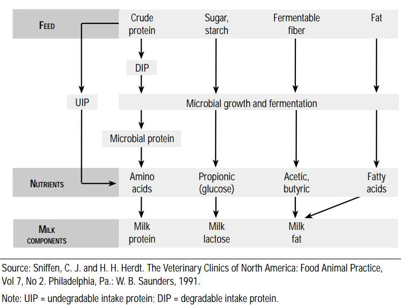 Figure 1. Feed, nutrient flow from the rumen, and milk components