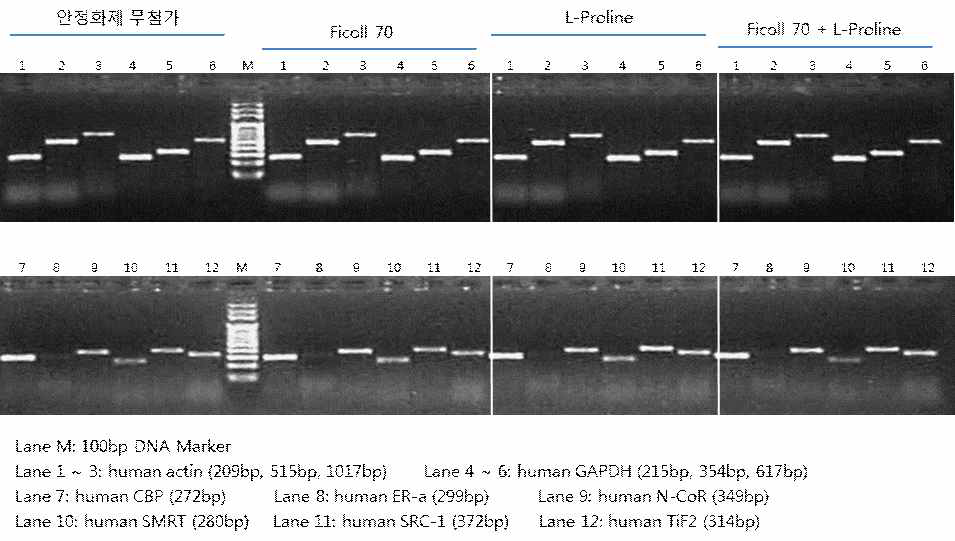 그림 6. 단백질 안정화제 ficoll 70, L-Proline, ficoll 70 + L-proline의 첨가 시 효과 실험.