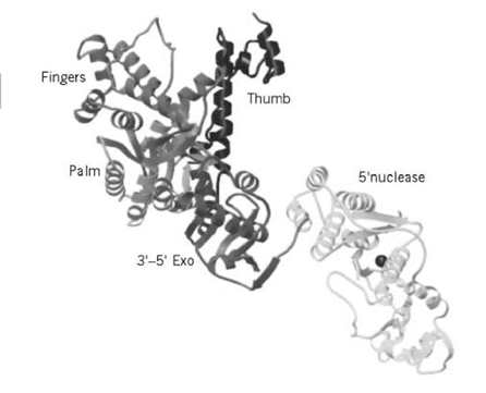 그림 4. Taq DNA Polymerase의 3차원 구조.