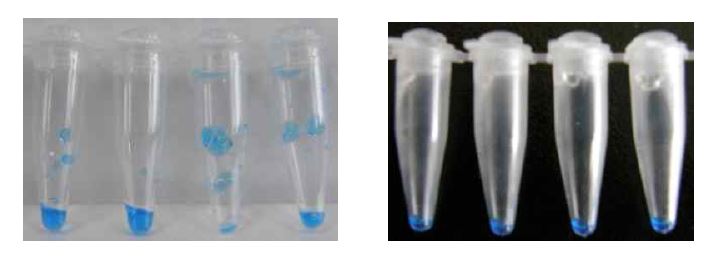 그림 5. PCR tube에서 용액형태의 혼합물.