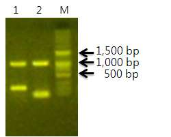 그림 3. TGF-beta 의 62℃ PCR 산물