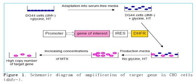 그림 5. 동물세포주를 통한 유전자 형질주입(Transfection) 과정