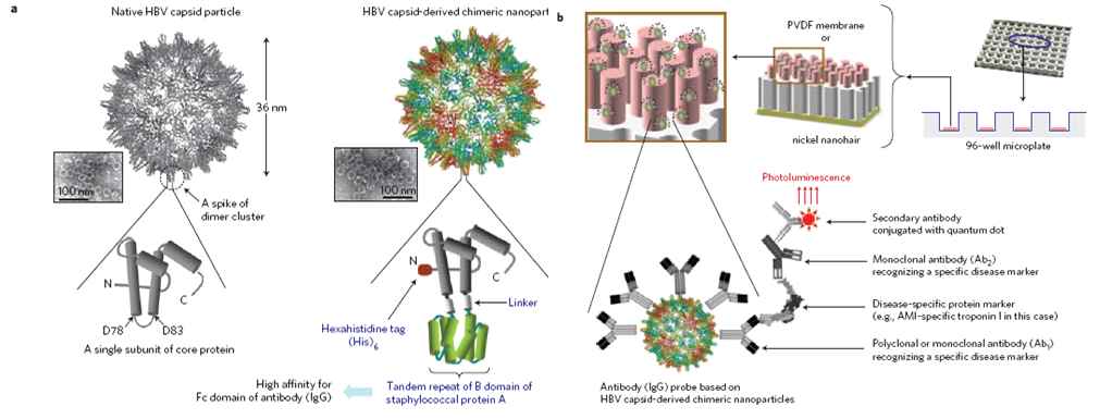 바이러스 나노입자를 기반으로 한 입체 진단분석 모식도