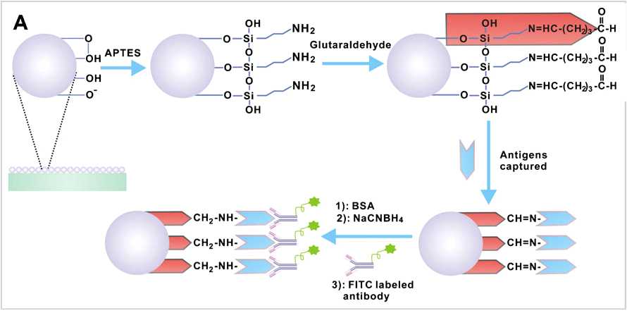 실리카 나노입자의 항체 결합반응 모식도