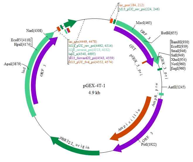 pGEX-4T1 vector map