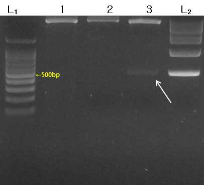 enzyme cut확인