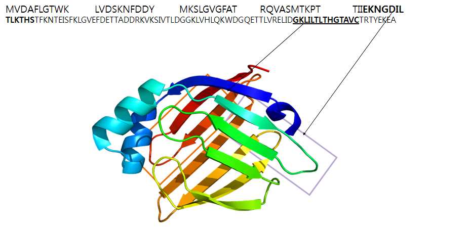 peptide 구조 및 선정 서열 확인.