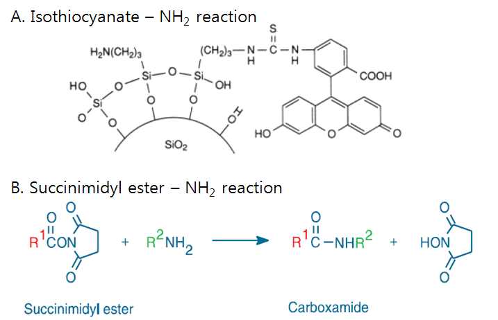 NH2 site 와 Isothiocyanate, Succinimidyl ester 반응