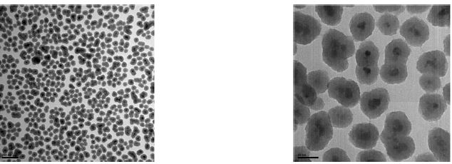 MNP-SiO2-RITC2 (58.5 ± 5.0 ㎚)