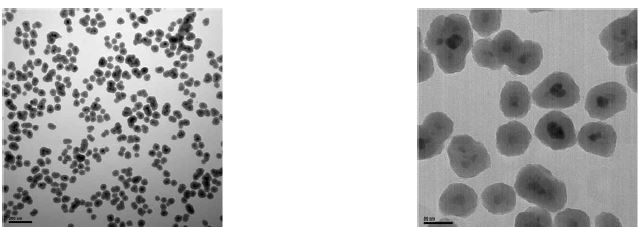 MNP-SiO2-RITC3 (56.6 ± 3.7 ㎚)