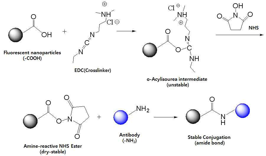 형광 나노입자-항체 결합반응 구조식(EDC/NHS 사용)