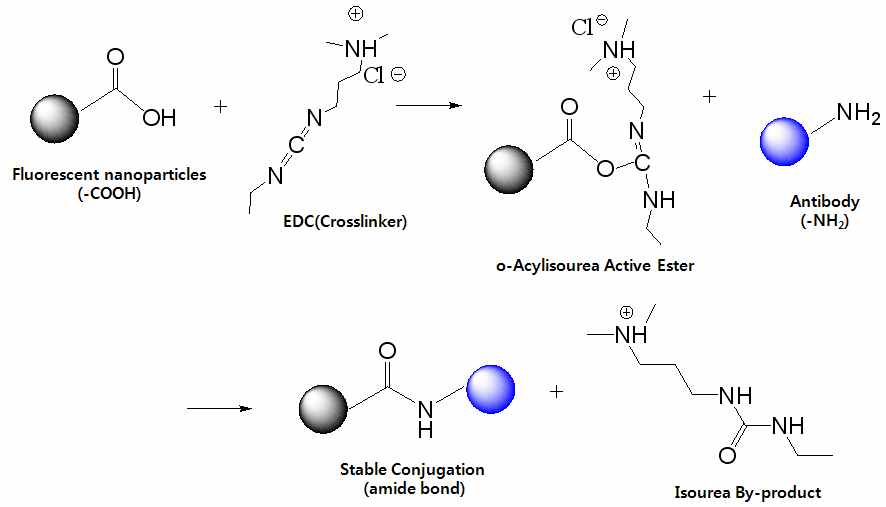 형광 나노입자-항체 결합반응 구조식(EDC 사용)