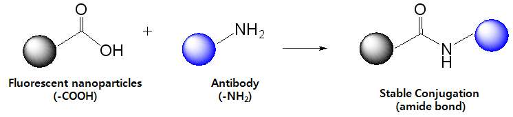 형광 나노입자-항체 결합반응 구조식