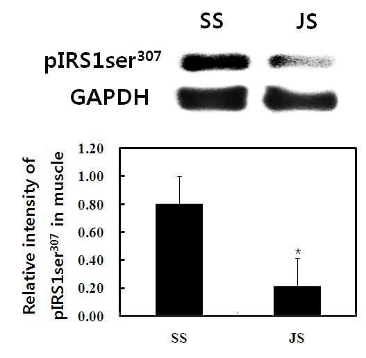 Fig. 10. Expression level of pIRS1Ser307 in skeletal muscle tissue of rats fed diets containing 8% NaCl of SS and JS for 5 weeks