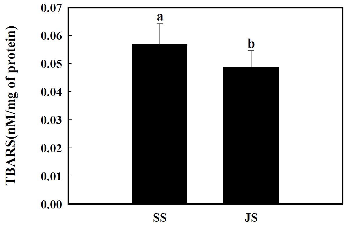 Fig. 12. TBARS content in the plasma of rats fed diets containing 8% NaCl of SS and PBS for 5 weeks