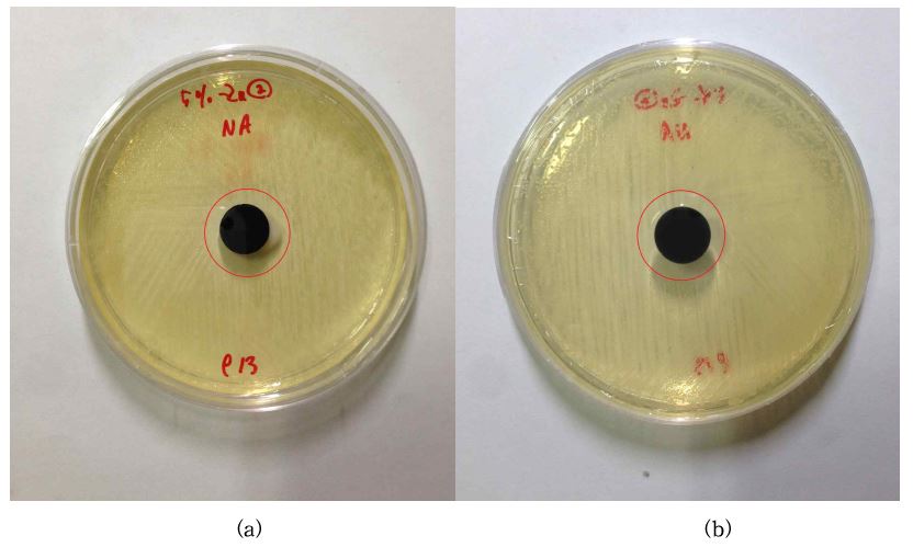 그림 33. 아연 5wt% 첨착 활성탄의 황색포도상구균에 대한 항균검사