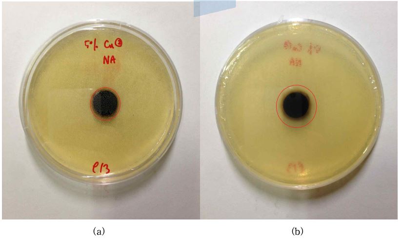 그림 34. 구리 5wt% 첨착 활성탄의 황색포도상구균에 대한 항균검사