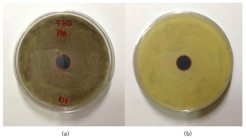 그림 39. 은 5wt% 첨착 활성탄의 흑색곰팡이에 대한 항균검사