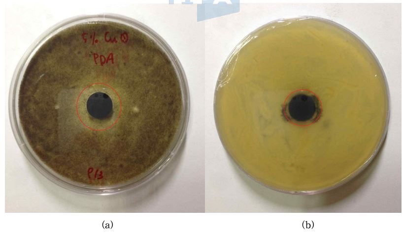 그림 40. 은 5wt% 첨착 활성탄의 흑색곰팡이에 대한 항균검사