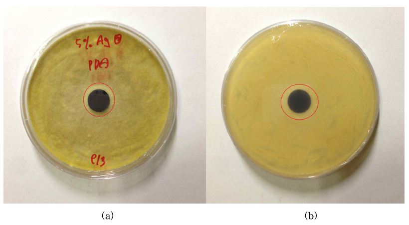 그림 41. 은 5wt% 첨착 활성탄의 흑색곰팡이에 대한 항균검사