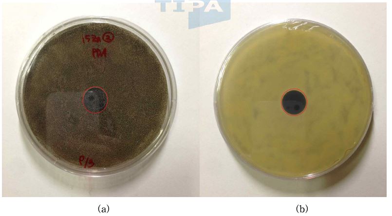 그림 42. 아연 15wt% 첨착 활성탄의 흑색곰팡이에 대한 항균검사