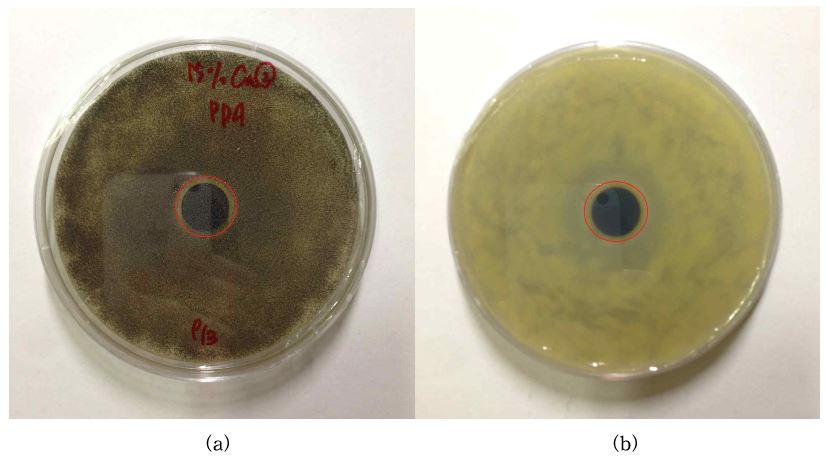 그림 43. 구리 15wt% 첨착 활성탄의 흑색곰팡이에 대한 항균검사