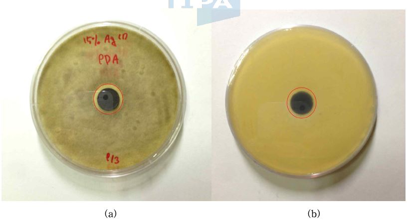 그림 44. 은 15wt% 첨착 활성탄의 흑색곰팡이에 대한 항균검사