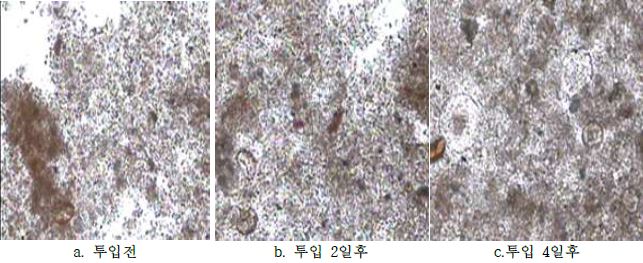 알룸 약품에 의한 미생물 변화 연구