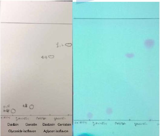 이소플라본 표준물질의 TLC 전개 사진