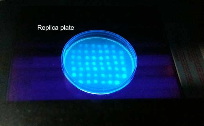 UV 조사를 통한 replica 평판배지에서의 효소활성 정성 분석사진